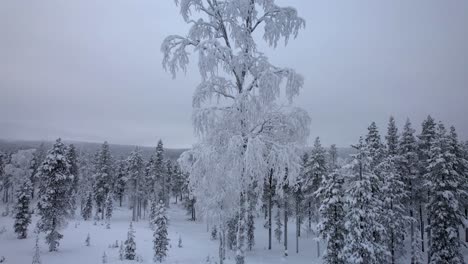 Drone-Ascends-In-Front-Of-Unique-Snow-Covered-Tree-in-Lapland,-Finland,-Arctic-Circle