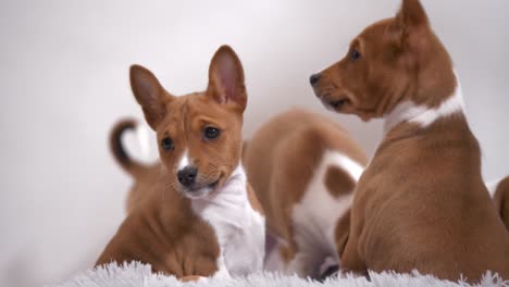Experience-the-playful-energy-of-a-Basenji-puppy-as-it-joyfully-runs-towards-the-camera,-exuding-charm-and-excitement-in-this-captivating-stock-footage