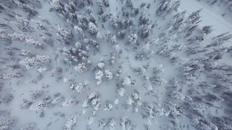Die-Drohne-Steigt-Spiralförmig-In-Den-Verschneiten-Wald-In-Lappland,-Finnland-Und-Am-Polarkreis-Hinab