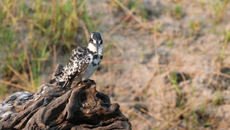Pied-Kingfisher-Bird-On-Dead-Wood-Preening-In-Southern-Africa