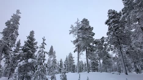 Drohnenaufnahme-Zwischen-Schneebedeckten-Bäumen-In-Lappland,-Finnland,-Polarkreis