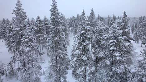 Drone-Descends-Between-Snow-Covered-Trees-in-Lapland,-Finland,-Arctic-Circle