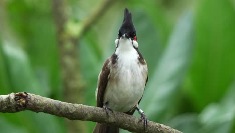 Cute-red-whiskered-bulbul,-pycnonotus-jocosus-perched-on-the-tree-branch,-wondering-around-its-surrounding-environment,-close-up-shot