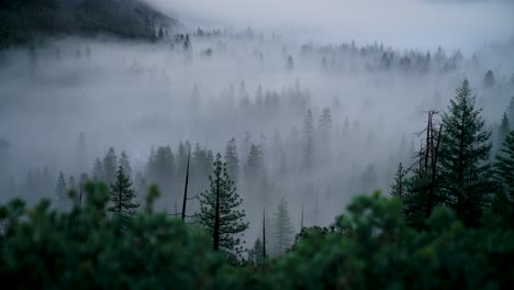 Pan-up-of-the-Yosemite-valley-with-fog-in-it