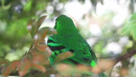 Vibrant-green-broadbill-perched-in-the-forest-canopy,-its-vivid-plumage-blending-seamlessly-with-the-lush-foliage,-close-up-shot-of-wild-bird-species