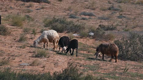 Najdi-Schafe,-Die-In-Der-Najd-Region-Der-Arabischen-Halbinsel-Beheimatet-Sind,-Grasen-In-Der-Wüste