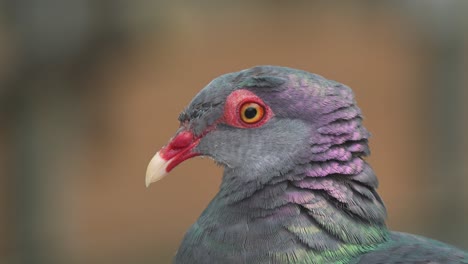 Close-up-portrait-shot-capturing-the-head-details-of-a-female-metallic-pigeon,-columba-vitiensis-metallica-with-iridescent-plumage,-cooing-and-calling-its-mate