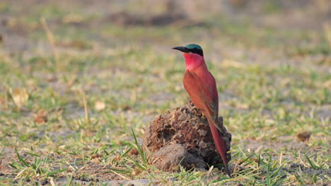 Pájaro-Abejaruco-Carmín-Del-Sur-Posado-Sobre-Madera-En-El-Suelo-En-Sudáfrica
