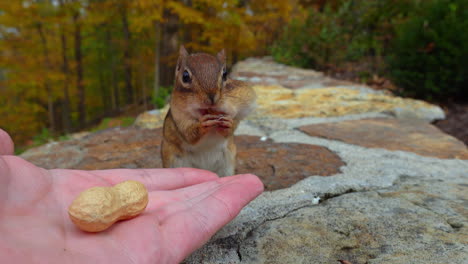Close-up-of-hand-feeding-peanuts-to-a-cute-chipmunk
