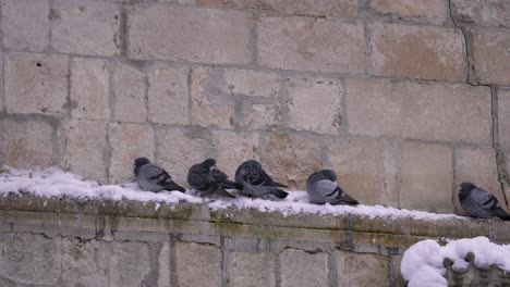 Pigeons-huddle-to-keep-warm-on-a-brick-wall-in-winter,-Guardiagrele,-Abruzzo,-Italy