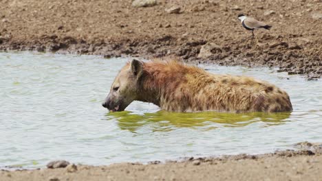 Slow-Motion-Shot-of-Hyena-bathing-in-small-pond,-wallowing-and-cleaning-after-hunting,-African-Wildlife-in-Maasai-Mara-National-Reserve,-Kenya,-Africa-Safari-Animals-in-Masai-Mara-North-Conservancy