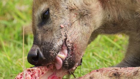 Slow-Motion-Shot-of-Close-up-detailed-shot-of-Hyena-feeding-on-bones-of-remains,-messy-bloody-mouth-of-predator-scavenging-for-food-in-Maasai-Mara-National-Reserve,-Kenya,-Africa-Safari-Animals
