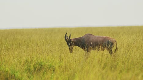 Slow-Motion-Shot-of-Topi-walking-through-tall-grass-in-wide-open-savannah-of-massai-mara-national-reserve,-African-Wildlife-in-Kenya,-Africa-Safari-Animals-in-Masai-Mara-North-Conservancy