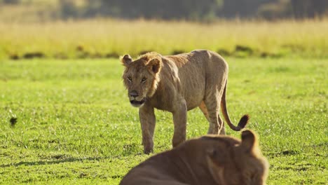 Slow-Motion-Shot-of-Beautiful-lioness-big-5-five-prowling-in-low-sun-as-the-sun-goes-down,-African-Wildlife-in-Maasai-Mara-National-Reserve,-Kenya,-Africa-Safari-Animals-in-Masai-Mara