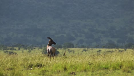 Slow-Motion-Shot-of-Topi,-African-Wildlife-in-Maasai-Mara-National-Reserve,-Kenya,-Africa-Safari-Animals-in-Masai-Mara-North-Conservancy