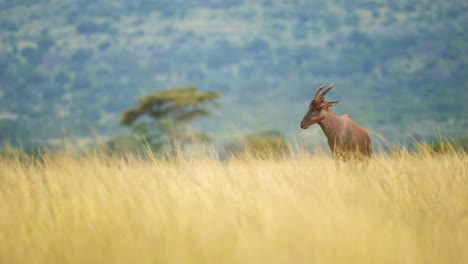 Animal-De-Safari-De-Vida-Silvestre-Africana-En-Hierba-Alta-De-Sabana-Exuberante-Y-Bosque-De-árboles-De-Acacia-En-El-Fondo,-Reserva-Nacional-De-Masai-Mara,-Kenia,-Animales-De-Safari-De-áfrica-En-La-Conservación-Del-Norte-De-Masai-Mara