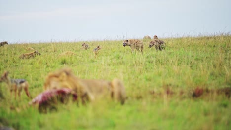 Zeitlupenaufnahme-Einer-Geduldigen-Hyäne,-Die-Aus-Der-Ferne-Zusieht,-Wie-Ein-Männlicher-Löwe-Seine-Beute-In-Der-üppigen-Landschaft-Des-Masai-Mara-National-Reserve,-Kenia,-Afrika,-Safaritiere-In-Der-Masai-Mara-Frisst