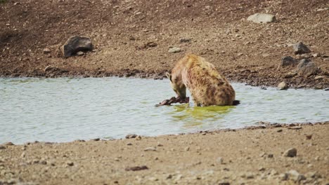 Slow-Motion-Shot-of-Hyena-bathing-in-small-pond,-wallowing-and-cleaning-after-hunting,-African-Wildlife-in-Maasai-Mara-National-Reserve,-Kenya,-Africa-Safari-Animals-in-Masai-Mara-North-Conservancy