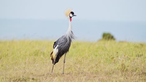 Slow-Motion-Shot-of-Grey-Crowned-Cranes-grazing-in-tall-grasslands-African-Wildlife-birds-in-Maasai-Mara-National-Reserve,-Kenya,-Africa-Safari-Animals-in-Masai-Mara-North-Conservancy