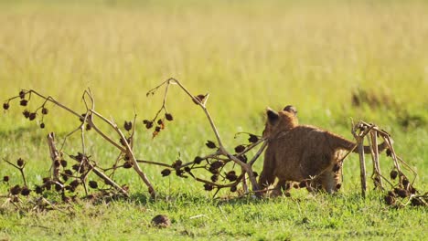 Slow-Motion-Shot-of-Close-up-shot-of-young-baby-lion-cub-playing-alone,-African-Wildlife-in-Maasai-Mara-National-Reserve,-Kenya,-Africa-Safari-Animals-in-Masai-Mara-North-Conservancy