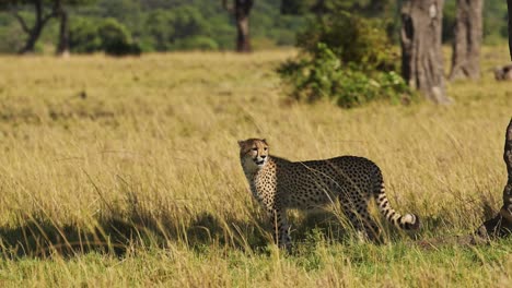 Young-Cheetah-Cub-Walking-in-Long-Savanna-Grass,-African-Safari-Wildlife-Animal-in-Savannah-Grasses-in-Maasai-Mara,-Kenya-in-Africa-in-Maasai-Mara,-Big-Cat-Predator-in-Grassland-Plains
