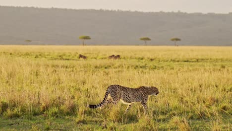 Guepardo-Cazando-Jabalíes-En-Una-Cacería-En-áfrica,-Animales-Salvajes-Africanos-En-El-Safari-Masai-Mara,-Kenia-En-Masai-Mara,-Increíble-Comportamiento-Animal-Bajo-La-Hermosa-Luz-Dorada-Del-Sol