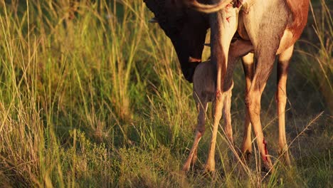 Toma-En-Cámara-Lenta-De-Un-Lindo-Bebé-Recién-Nacido-Que-Necesita-Protección-Cerca-De-La-Madre,-Conservación-Importante-Para-La-Generación-Joven,-Reserva-Nacional-Masai-Mara,-Kenia,-Animales-De-Safari-Africanos-En-Masai-Mara