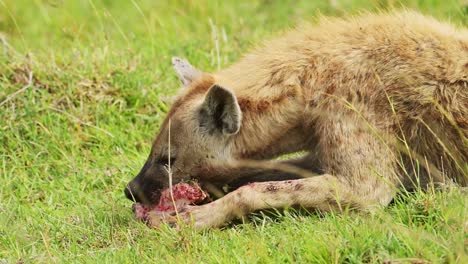 Scavenger-Hyena-feeding-on-the-bones-of-animal-prey,-ripping-meat-and-fur-from-carcus-in-close-up-of-African-Wildlife-in-Maasai-Mara-National-Reserve,-Kenya