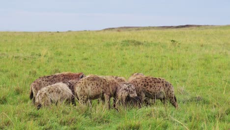Group-collection-of-Hyenas-surrounding-a-kill-eating-on-scavenged-remains-of-a-kill-in-the-Masai-Mara-North-Conservancy,-African-Wildlife-in-Maasai-Mara-National-Reserve,-Kenya