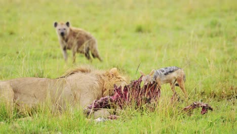 Toma-En-Cámara-Lenta-De-Un-León-Macho-Alimentándose-De-Una-Matanza-Mientras-Otros-Animales-Intentan-Robar,-Hurgando-En-La-Vida-Silvestre-Africana-En-La-Reserva-Nacional-De-Masai-Mara,-Kenia,-Animales-De-Safari-En-áfrica-En-Masai-Mara
