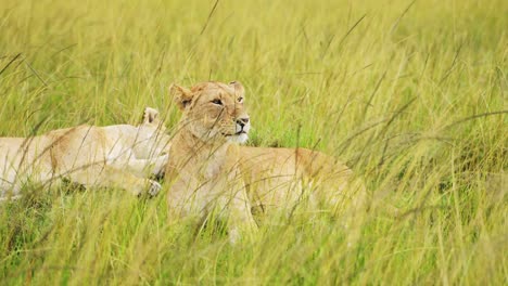 Slow-Motion-of-Pride-of-Lions-in-Long-Savanna-Grass,-African-Wildlife-Safari-Animal-in-Maasai-Mara-National-Reserve-in-Kenya,-Africa,-Portrait-of-Two-Female-Lioness-Close-Up-in-Savannah-Grasses