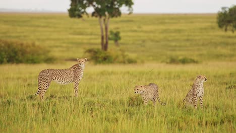Slow-Motion-Shot-of-Group-of-Cheetahs-watching-over-the-Masai-Mara-Conservancy-landscape,-searching-for-prey-hunting,-African-Wildlife-in-Maasai-Mara-National-Reserve,-Kenya,-Africa