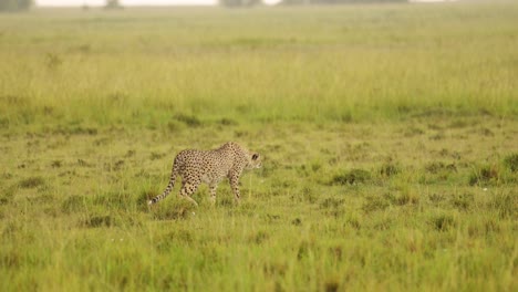 Toma-En-Cámara-Lenta-De-Un-Guepardo-Deambulando-Por-El-Paisaje-De-Masai-Mara,-Merodeando-Por-Las-Exuberantes-Praderas-De-La-Sabana,-Vida-Salvaje-Africana-En-La-Reserva-Nacional-De-Masai-Mara,-Kenia