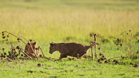 Zeitlupenaufnahme-Der-Niedlichen-Afrikanischen-Tierwelt-Von-Kleinen-Löwenbabys,-Die-Im-Masai-Mara-Nationalreservat,-Kenia,-Rennen-Und-Spielen,-Afrikanische-Safaritiere-Im-Naturschutzgebiet-Masai-Mara-Nord