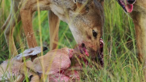 Slow-Motion-Shot-of-Close-shot-of-Jackal-with-a-kill,-feeding-on-prey-with-blood-bloody-mouth,-natural-selection-in-ecosystem-of-Maasai-Mara-National-Reserve,-Kenya,-Africa-Safari-Animals