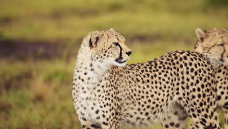 African-Wildlife-in-danger-in-Maasai-Mara-National-Reserve,-endangered-animal,-need-of-protection-and-conservation-in-Kenya,-Africa-Safari-Animals-in-Masai-Mara