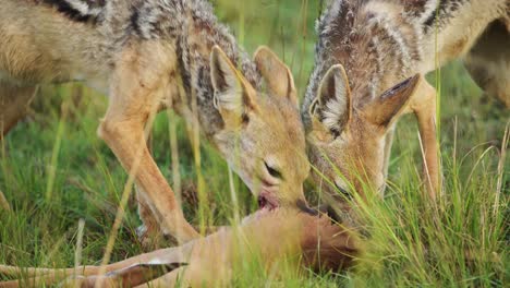 Slow-Motion-Shot-of-Two-Jackals-eating-prey-in-tall-grass,-looking-out-for-scavengers-while-feeding-on-antelope,-African-Wildlife-in-Maasai-Mara-National-Reserve,-Kenya,-Africa-Safari-Animals