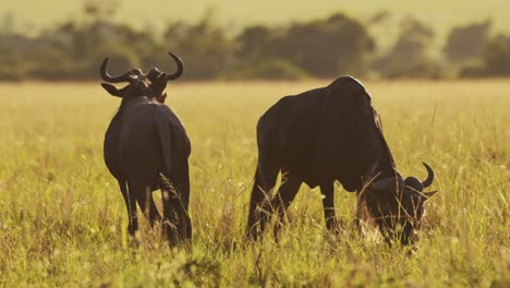Gnus-Grasen-Auf-Gras-In-Der-Afrikanischen-Savannenebene,-Landschaftslandschaft,-Afrika-Maasai-Mara-Safari,-Wildtiere-In-Der-Masai-Mara-Savanne-Im-Wunderschönen-Sonnenuntergangslicht-Der-Goldenen-Stunde-In-Kenia