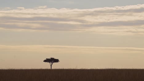 Amazing-African-landscape-in-Maasai-Mara-National-Reserve-as-sun-goes-down-at-sunset,-Acacia-trees-on-horizon-silhouetted-outline,-Kenya,-beautiful-Africa-Safari-scenery