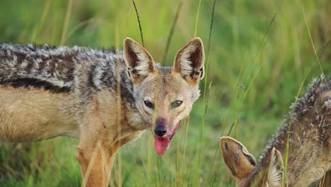 Slow-Motion-Shot-of-Close-shot-of-Jackal-face-with-blood-around-mouth-after-feeding-on-dead-antelope,-African-Wildlife-in-Maasai-Mara-North-Conservancy,-Nature-in-Masai-Mara-National-Reserve
