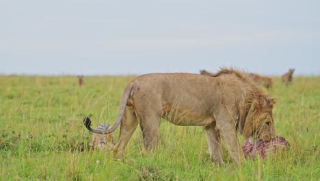 Slow-Motion-of-Male-Lion-Eating-a-Kill-of-a-Dead-Zebra,-African-Wildlife-Safari-Animals-in-Africa-in-Maasai-Mara,-Kenya-with-Hyena-Watching-and-Waiting-Turn-to-Eat-Food,-Amazing-Animal-Behaviour