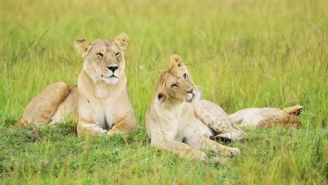 Slow-Motion-of-Pride-of-Lions-in-Long-Savanna-Grass,-African-Wildlife-Safari-Animal-in-Maasai-Mara-National-Reserve-in-Kenya-Africa,-Two-Powerful-Female-Lioness-Close-Up-in-Savannah-Grasses-Low-Angle