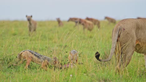 Zeitlupenaufnahme-Von-Wilden-Hundeschakalen,-Die-Die-Gelegenheit-Nutzen,-Sich-Von-Überresten-Zu-Ernähren,-Afrikanische-Tierwelt-Im-Masai-Mara-Nationalreservat,-Kenia,-Auf-Der-Suche-Nach-Afrikanischen-Safaritieren-Im-Naturschutzgebiet-Masai-Mara-North