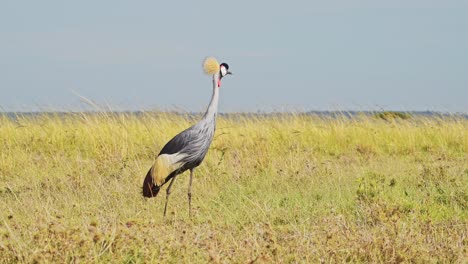Slow-Motion-Shot-of-Grey-Crowned-Crane-watching-across-the-empty-windy-plains-of-the-Maasai-Mara-National-Reserve,-Kenya,-Africa-Safari-Birds-in-Masai-Mara-North-Conservancy