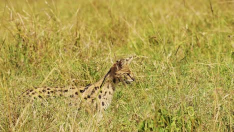 Close-shot-of-Serval-cat-hunting-for-food-to-feed,-rare-African-Wildlife-in-Maasai-Mara-National-Reserve,-Kenya,-Africa-Safari-Animals-in-Masai-Mara-North-Conservancy