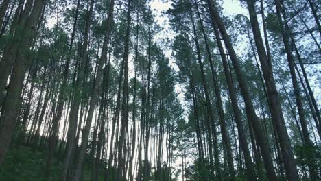 Fly-under-the-tall-trees-towering-in-the-middle-of-the-forest