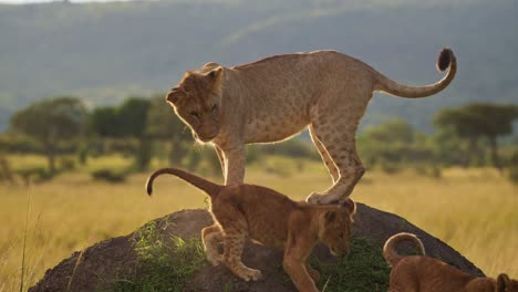 Slow-Motion-of-Africa-Wildlife,-Two-Cute-Lion-Cubs-Playing-with-Lioness-Mother-in-Masai-Mara,-Kenya,-Funny-Young-Baby-Lions-Animals-on-African-Wildlife-Safari-in-Maasai-Mara