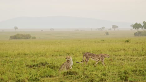 Cheetahs-in-heavy-rain,-rainy-season,-walking-through-Masai-Mara-North-Conservancy-African-Wildlife-in-Maasai-Mara-National-Reserve,-Kenya,-Africa-Safari-Animals
