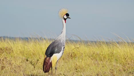 Slow-Motion-Shot-of-Grey-Crowned-Crane-amazing-plumage-and-feathers-standing-among-tall-grass-blowing-in-the-wind,-African-Wildlife-in-Maasai-Mara-National-Reserve,-Kenya
