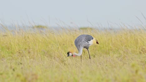 Slow-Motion-Shot-of-Grey-Crowned-Crane-eating-and-grazing-across-the-empty-windy-plains-of-the-Maasai-Mara-National-Reserve,-Kenya,-Africa-Safari-Birds-in-Masai-Mara-North-Conservancy